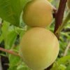 Honigpfirsich `Honeysun®´ Prunus Persica `Honeysun´ -Garten Genuss zierpfirsich fruchtXZbYapVdmRotk