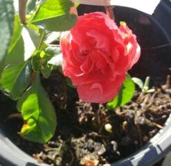 Zierquitte `Pink Storm´ Chaenomeles Japonica `Pink Storm´ -Garten Genuss zierquitte chaenomeles pink storm