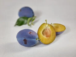 Haganta (S) Prunus Domestica `Haganta´ -Garten Genuss zwetschge haganta g