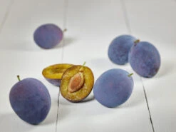 Hanita ® Prunus Domestica `Hanita -Garten Genuss zwetschge hanita g